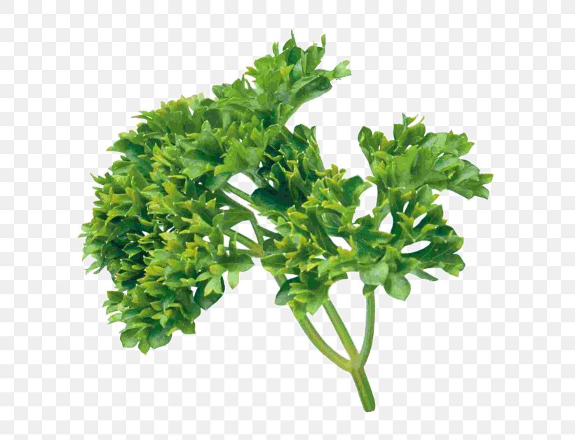 Parsley Coriander Clip Art, PNG, 600x628px, Parsley, Chervil, Coriander, Fines Herbes, Food Download Free