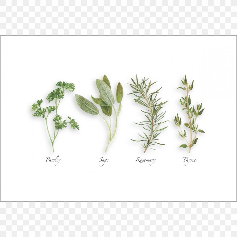 Parsley, Sage, Rosemary And Thyme Paper Herb Envelope Recycling, PNG, 1200x1200px, Parsley Sage Rosemary And Thyme, Artist, Barcode, Bookland, Branch Download Free