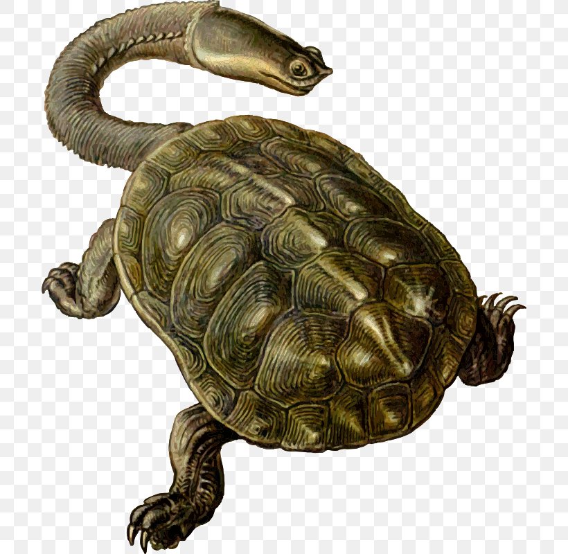 Turtle Archelon Prehistory Protostega Carbonemys, PNG, 700x800px, Turtle, Animal, Archelon, Box Turtle, Carbonemys Download Free