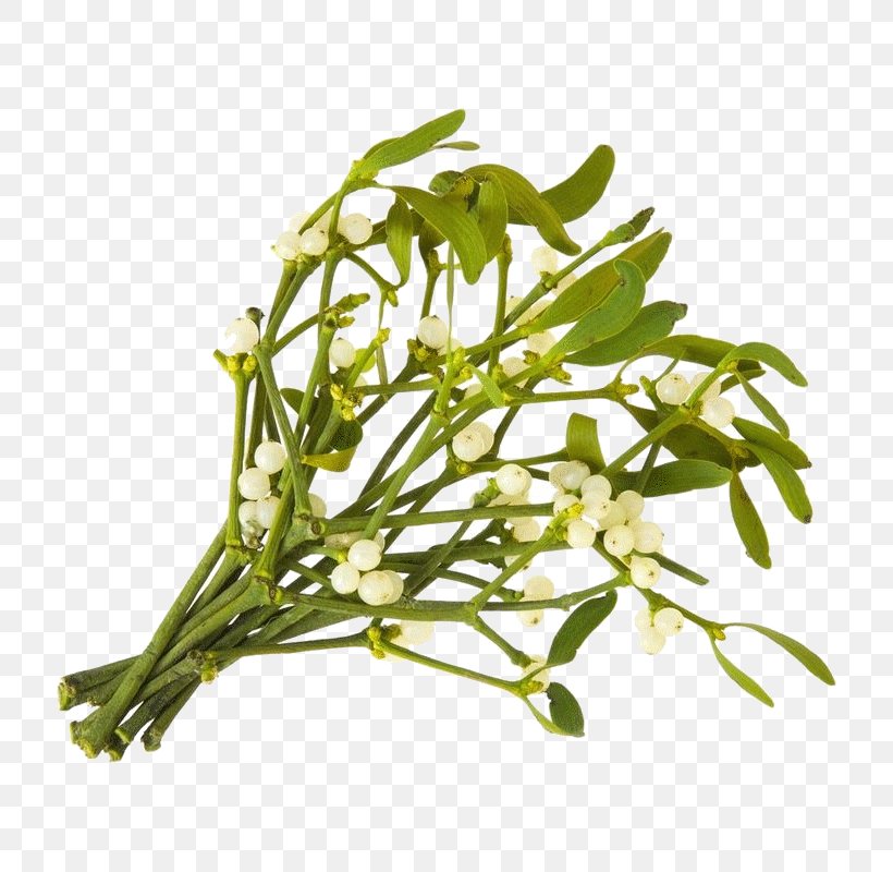 Viscum Album Christmas Mistletoe Parasitic Plant, PNG, 800x800px, Viscum Album, Christmas, Christmas Mistletoe, Common Sage, Coriander Download Free