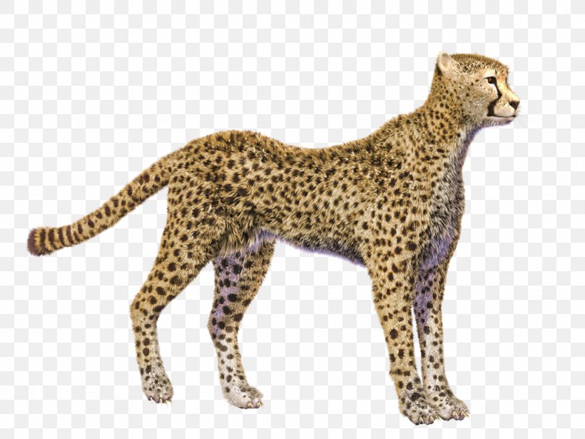 Cheetah Display Resolution Clip Art, PNG, 1024x768px, Cheetah, Acinonyx, Animal Figure, Big Cats, Carnivoran Download Free
