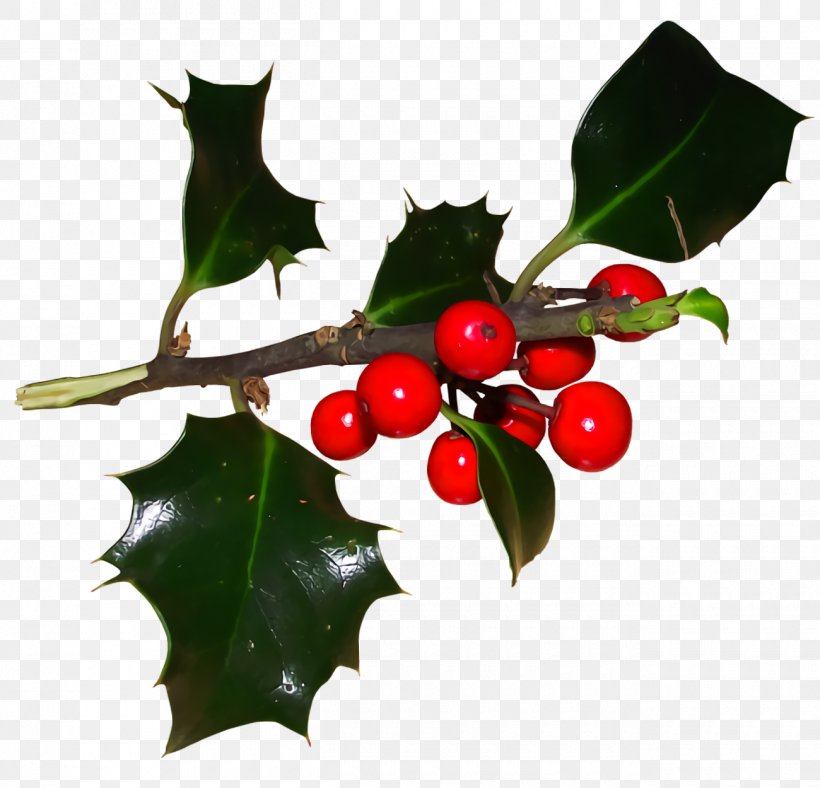 Christmas Holly Ilex Holly, PNG, 1300x1250px, Christmas Holly, American Holly, Christmas, Flower, Fruit Download Free