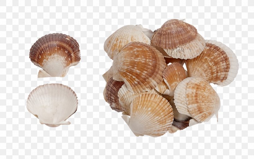 Clam Seashell Conchology Molluscs Oyster, PNG, 2581x1612px, Clam, Abalone, Clams Oysters Mussels And Scallops, Cockle, Conchology Download Free