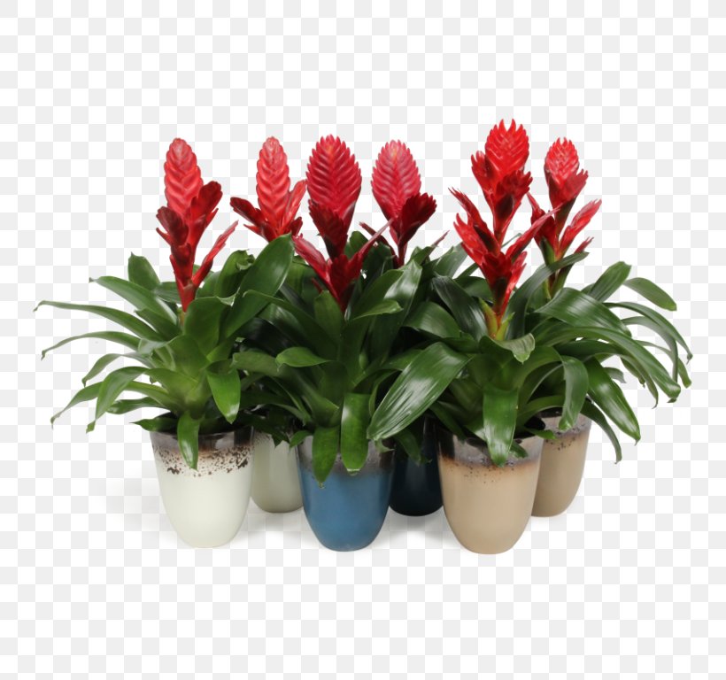 Flowers Background, PNG, 768x768px, Vriesea, Anthurium, Artificial Flower, Bromelia, Bromeliads Download Free
