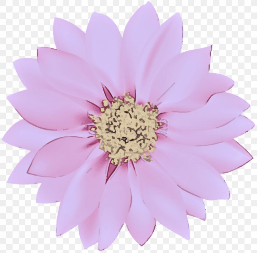 Pink Petal Flower Gerbera Plant, PNG, 850x839px, Pink, Aster, Cut Flowers, Daisy Family, Flower Download Free