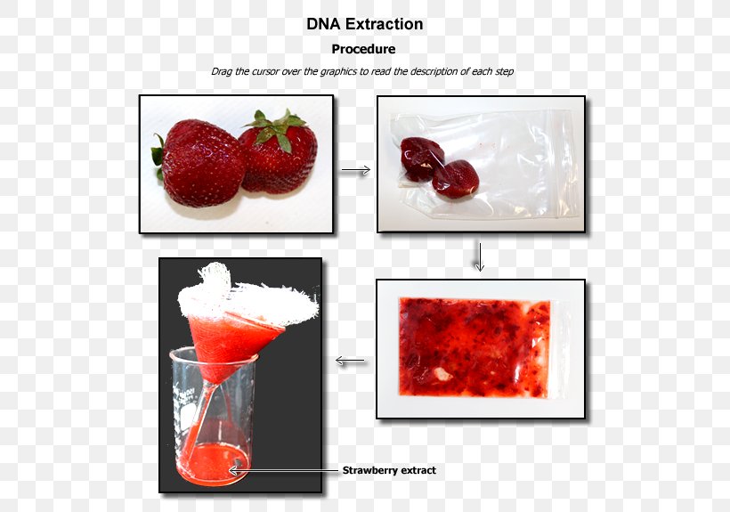 Strawberry DNA Extraction Laboratory Biology, PNG, 600x575px, Strawberry, Biology, Dna, Dna Extraction, Drink Download Free