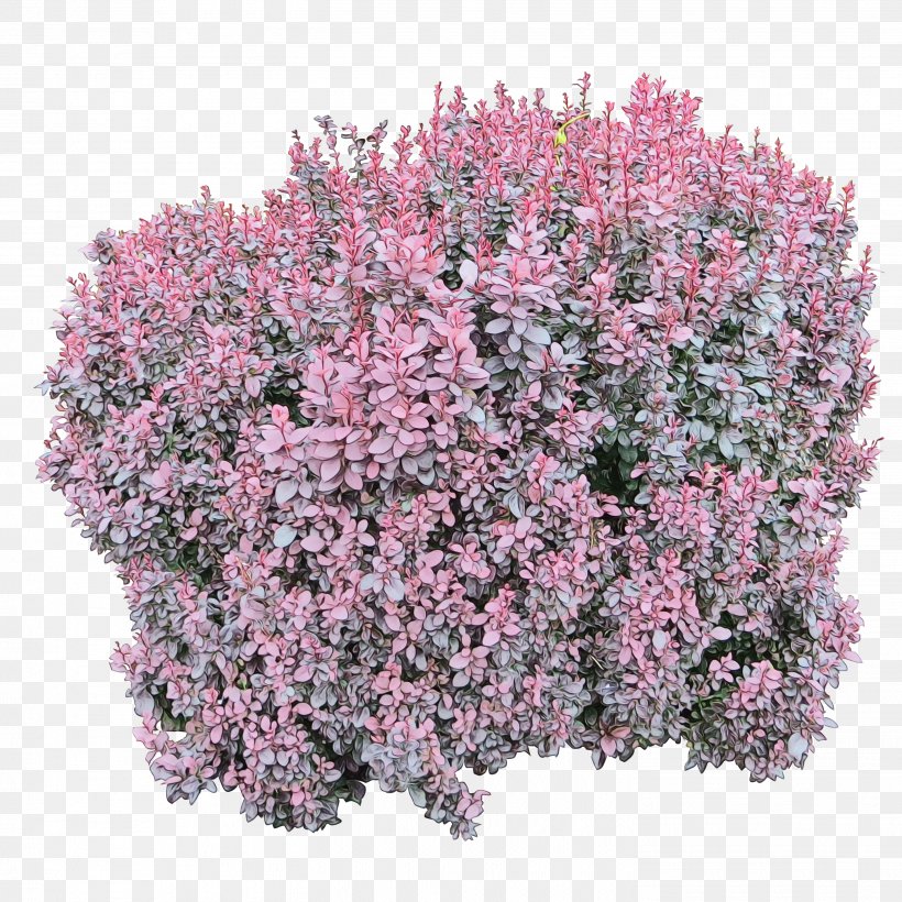 Pink Flower Cartoon, PNG, 2902x2902px, Watercolor, Buddleia, Flower, Flowering Plant, Groundcover Download Free
