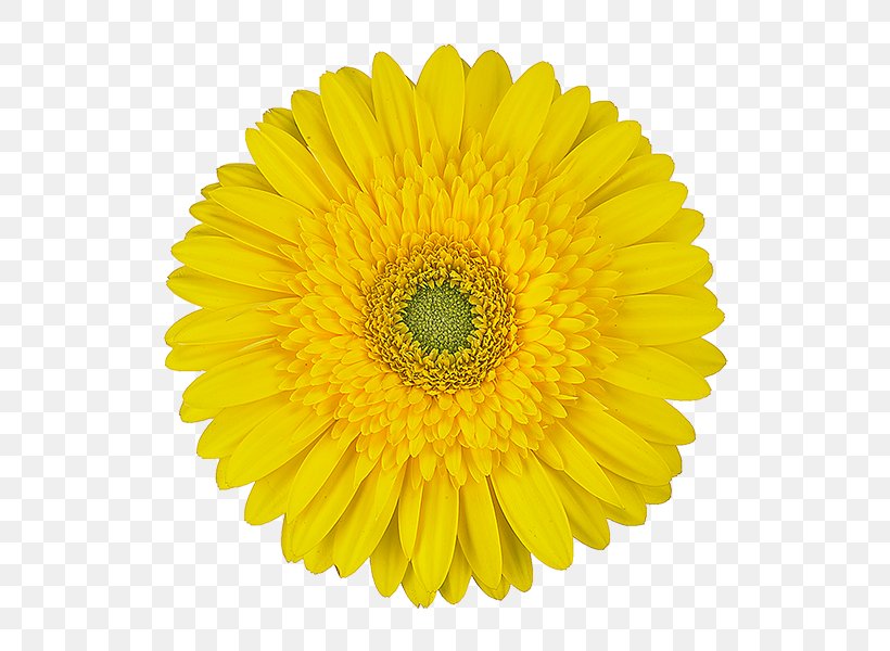 Transvaal Daisy Light Color Clip Art, PNG, 600x600px, Transvaal Daisy, Chrysanths, Color, Cut Flowers, Daisy Download Free