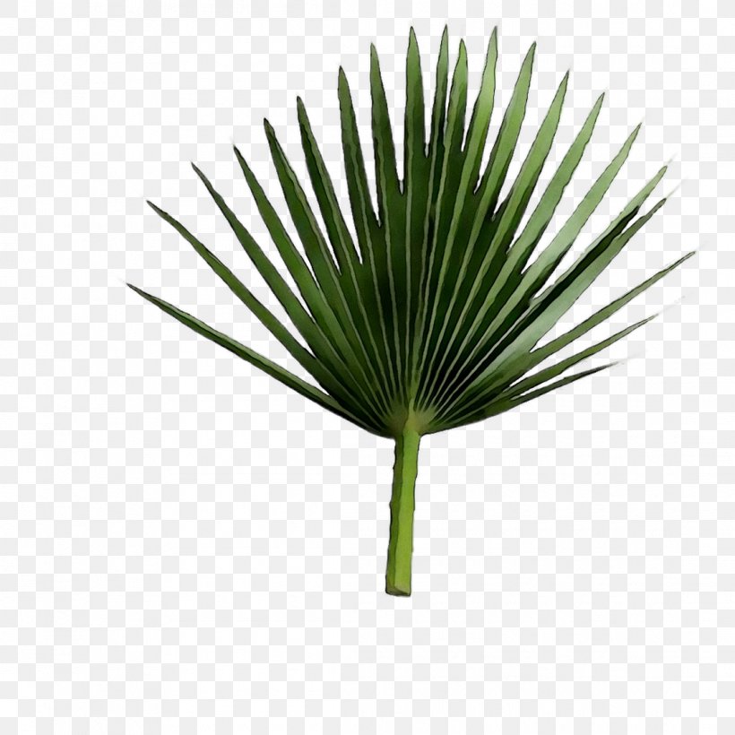 Asian Palmyra Palm Saw Palmetto Extract Leaf Line Plant Stem, PNG, 1110x1110px, Asian Palmyra Palm, Arecales, Borassus, Botany, Flower Download Free