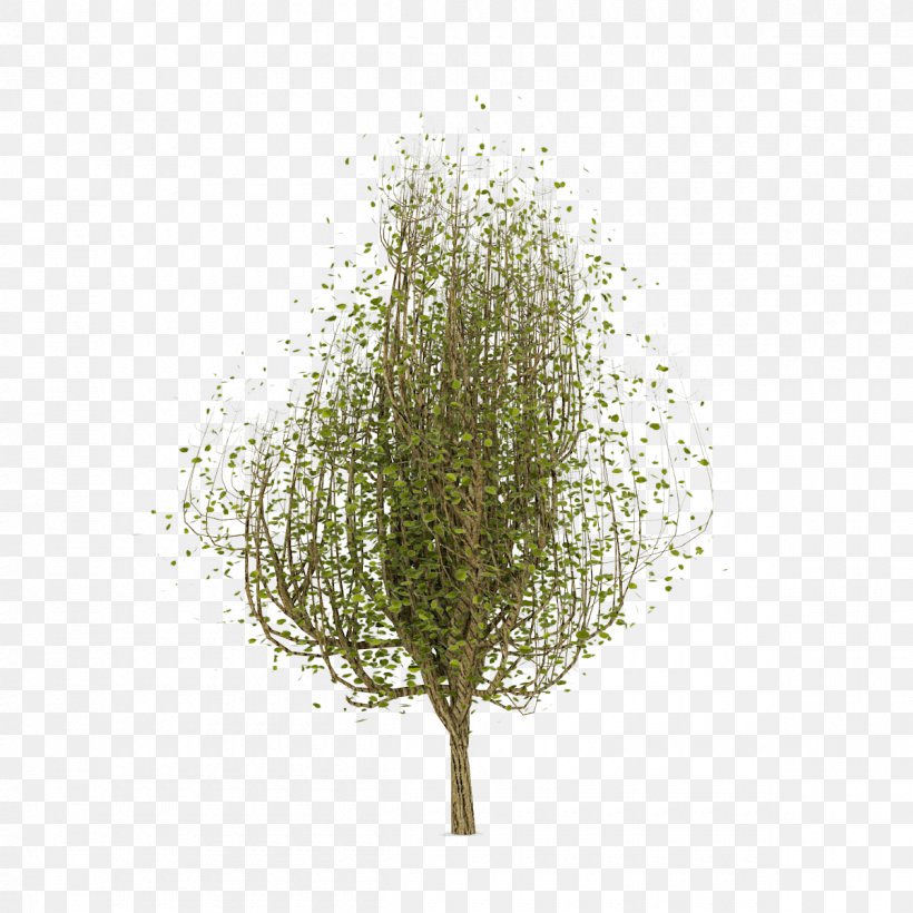 Branching, PNG, 1200x1200px, Branching, Branch, Grass, Plant, Tree Download Free