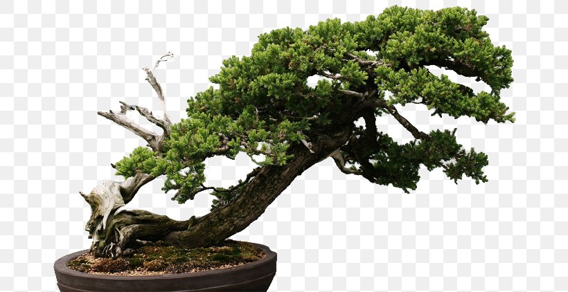 Chinese Sweet Plum Tree Sageretia, PNG, 670x422px, Chinese Sweet Plum, Bonsai, Houseplant, Plant, Sageretia Download Free