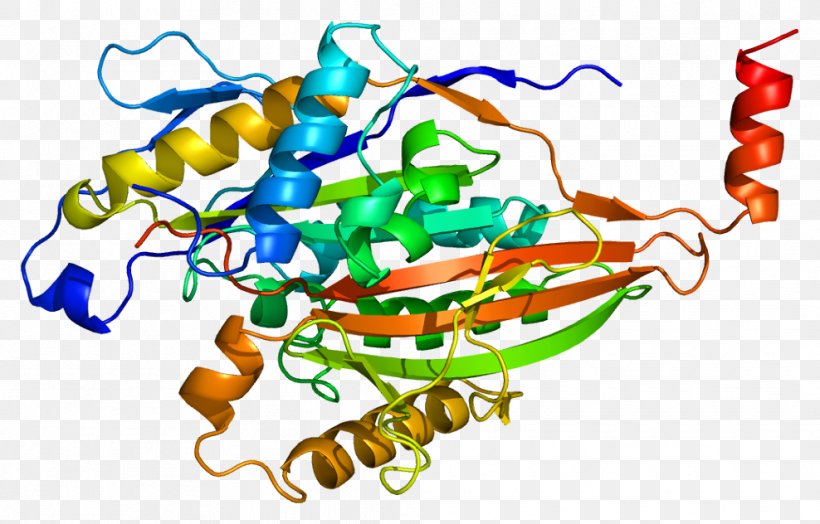 KIF5A KIF5C Kinesin Gene Protein, PNG, 988x632px, Watercolor, Cartoon, Flower, Frame, Heart Download Free