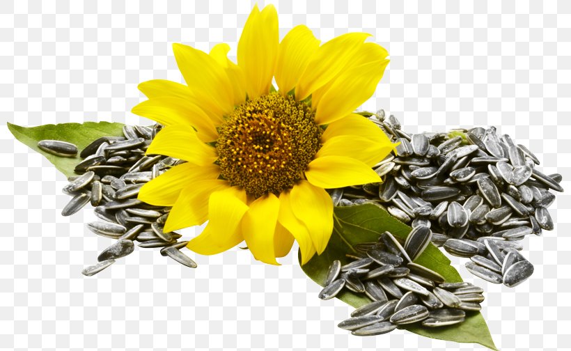Sunflower Seed Common Sunflower Food Nuts, PNG, 800x504px, Sunflower Seed, Auglis, Common Sunflower, Daisy Family, Flower Download Free
