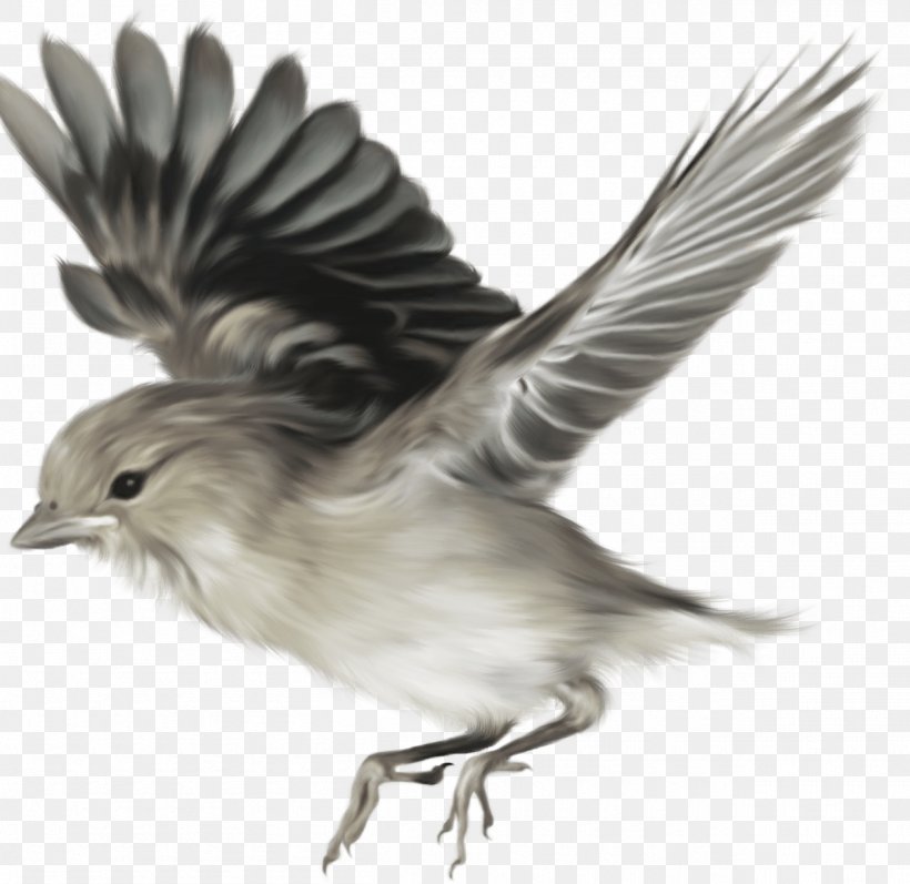 Bird Flight Photography, PNG, 1255x1220px, Bird, Beak, Bird Flight, Bird Of Prey, Black And White Download Free