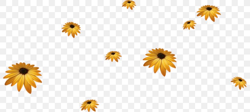 Common Sunflower Yellow, PNG, 800x370px, Flower, Calendula, Common Sunflower, Daisy, Daisy Family Download Free