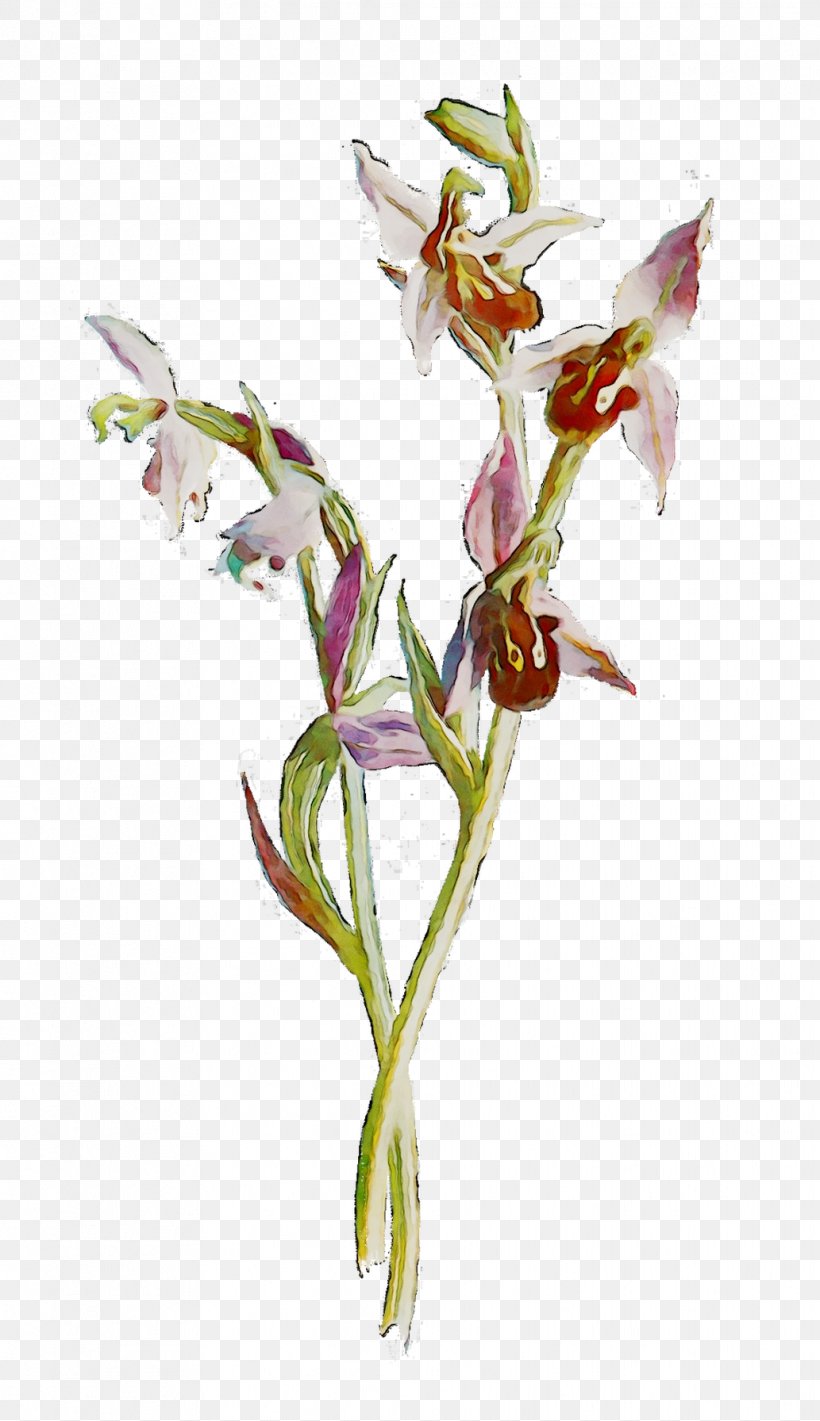 Gladiolus Plant Stem Cut Flowers Plants, PNG, 1033x1791px, Gladiolus, Cut Flowers, Dendrobium, Flower, Flowering Plant Download Free