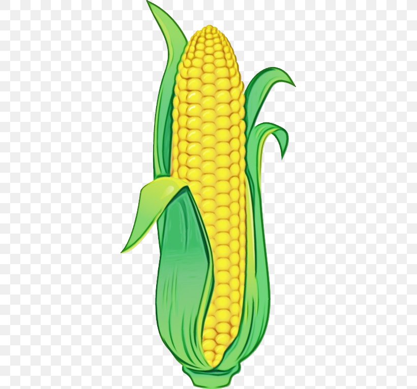 Corn Corn On The Cob Sweet Corn Yellow Vegetarian Food, PNG, 345x766px, Watercolor, Corn, Corn On The Cob, Food Grain, Paint Download Free