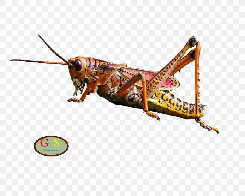 Locust Grasshopper Insect Ametabolism Hemimetabolism, PNG, 1000x800px, Watercolor, Cartoon, Flower, Frame, Heart Download Free