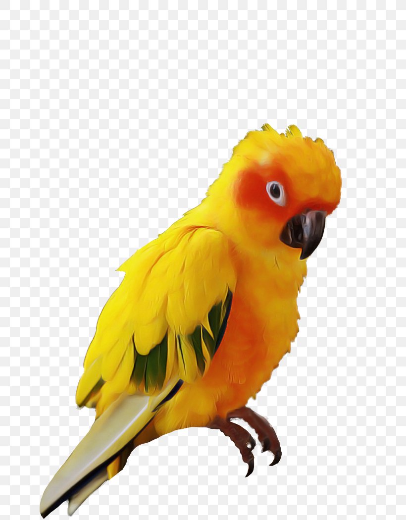Lovebird, PNG, 700x1050px, Bird, Beak, Budgie, Feather, Lovebird Download Free
