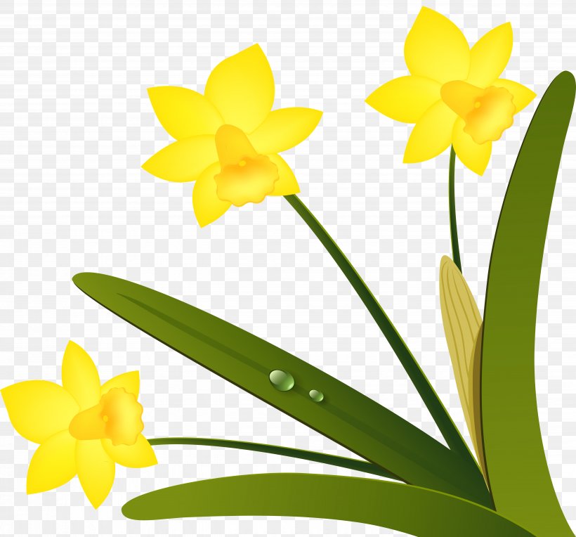 Narcissus Long Island Iced Tea LiveInternet Petal, PNG, 5157x4806px, Narcissus, Amaryllis Family, Flora, Flower, Flowering Plant Download Free