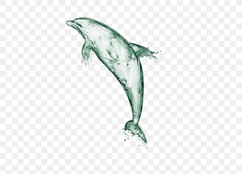 Water Dolphin Euclidean Vector Computer File, PNG, 591x591px, Water, Beak, Chemical Element, Dolphin, Fauna Download Free