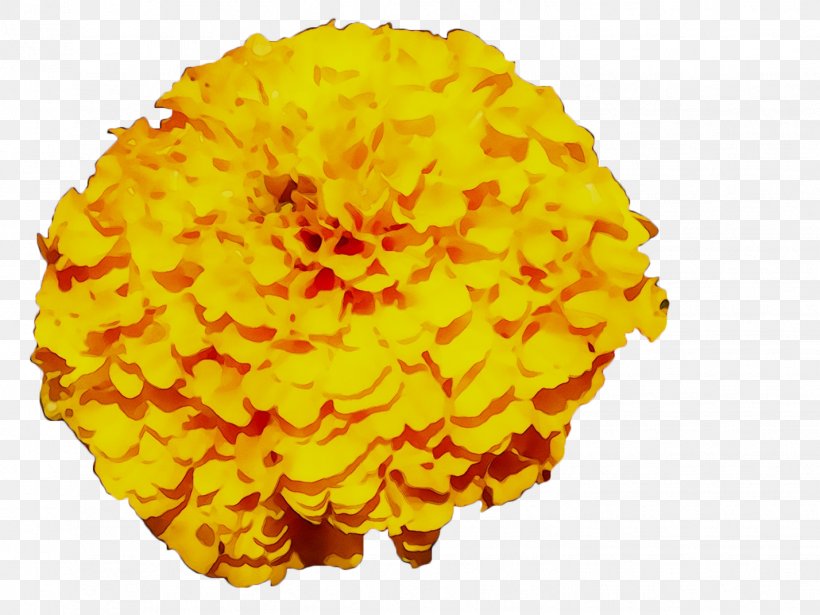 Yellow Chrysanthemum, PNG, 1428x1071px, Yellow, Chrysanthemum, Chrysanths, Cut Flowers, English Marigold Download Free