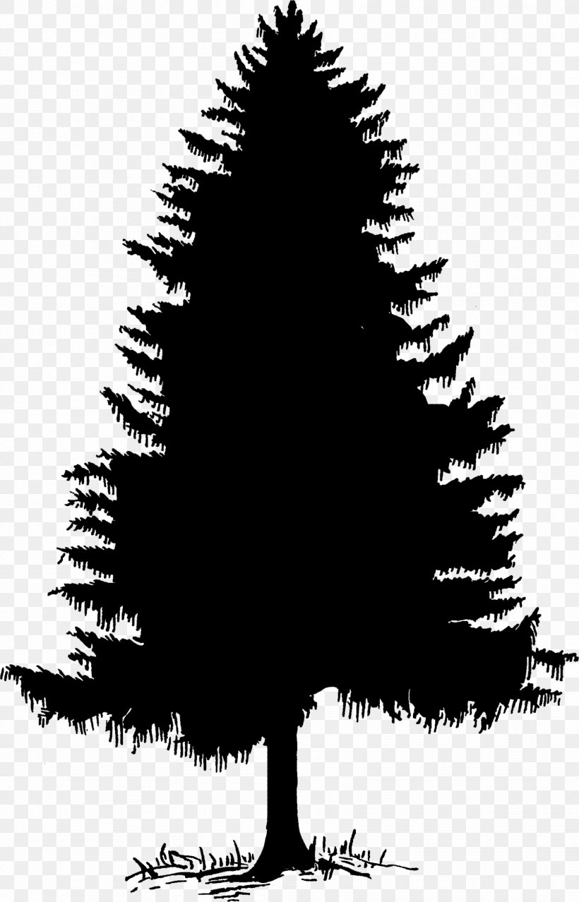Christmas Black And White, PNG, 1668x2601px, Tree, American Larch, Branch, Cedar, Christmas Decoration Download Free