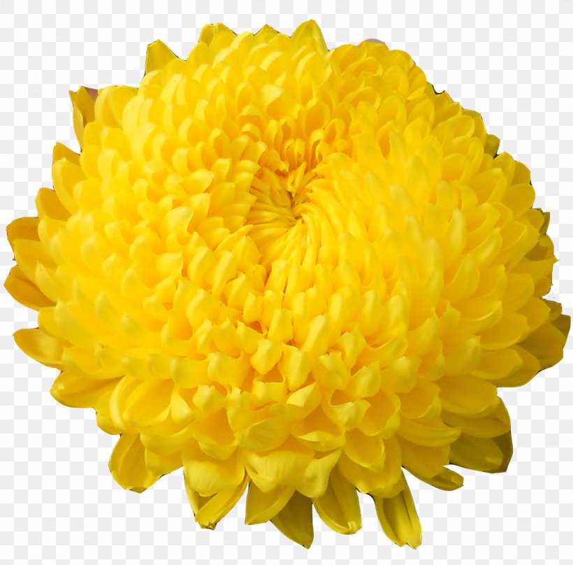 Chrysanthemum Flower Floriculture Vase Yellow, PNG, 1096x1081px, Chrysanthemum, Ball, Bronze, Chrysanths, Dahlia Download Free