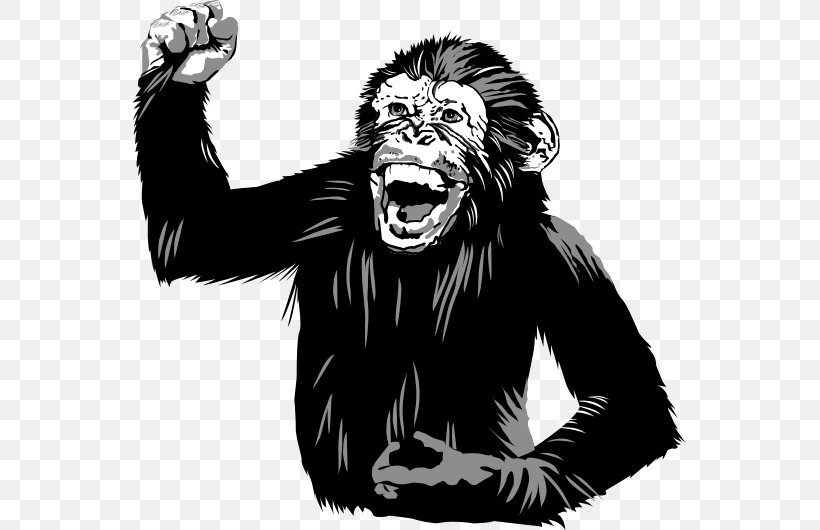 Common Chimpanzee Western Gorilla Homo Sapiens Three Wise Monkeys Food, PNG, 553x530px, Common Chimpanzee, Aggression, Big Cats, Black And White, Chicken As Food Download Free