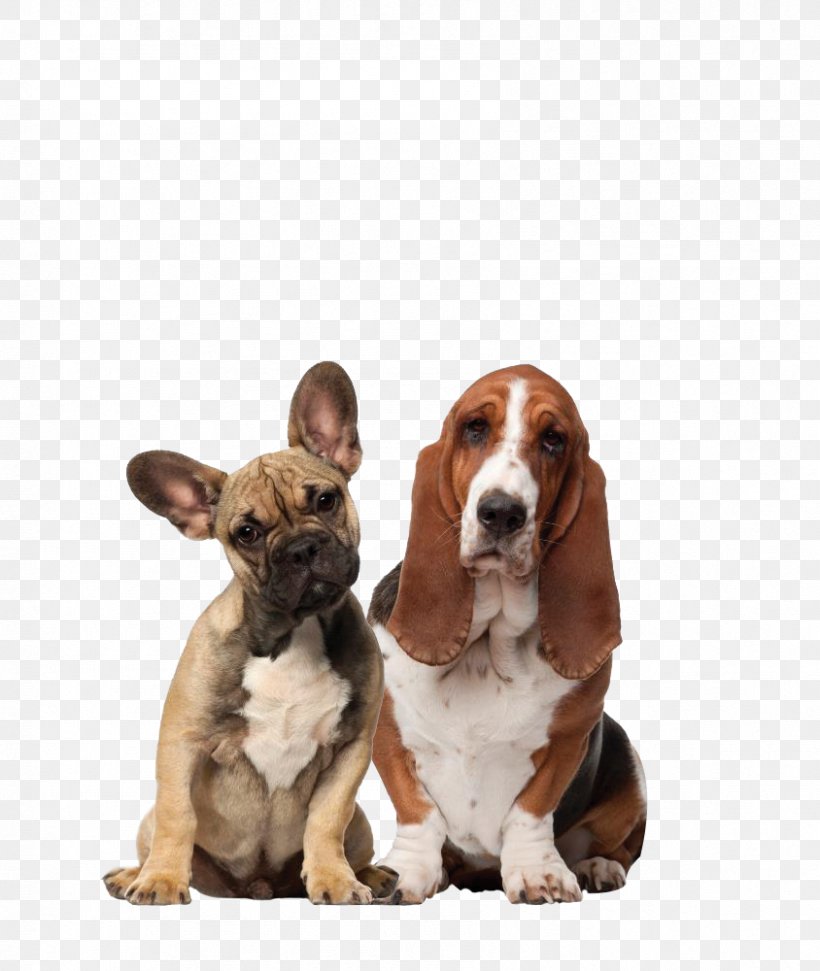 Dog–cat Relationship Dog–cat Relationship Pet Sitting Veterinarian, PNG, 844x1000px, Dog, Basset Hound, Beagle, Cat, Dog Breed Download Free