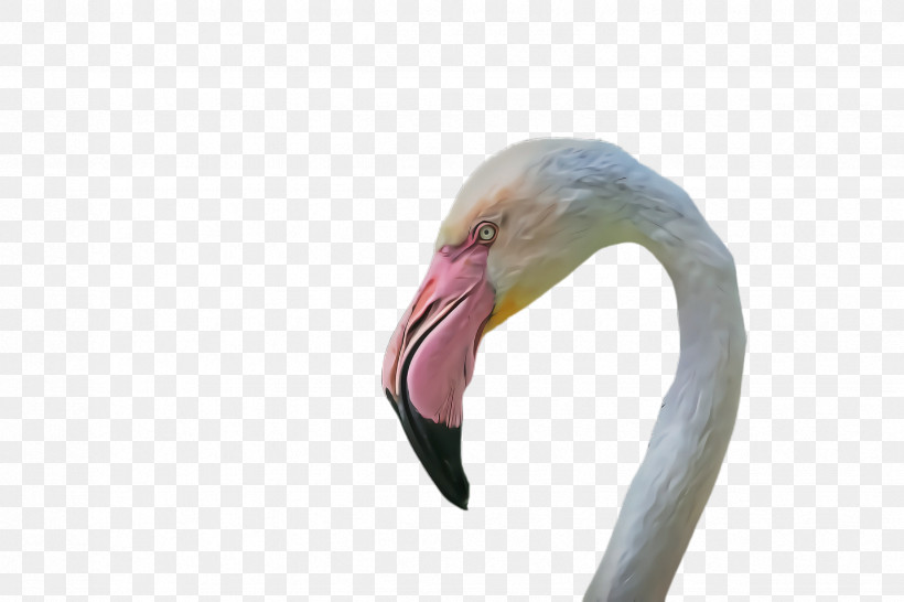Flamingo, PNG, 2448x1632px, Flamingo, Beak, Bird, Greater Flamingo, Neck Download Free