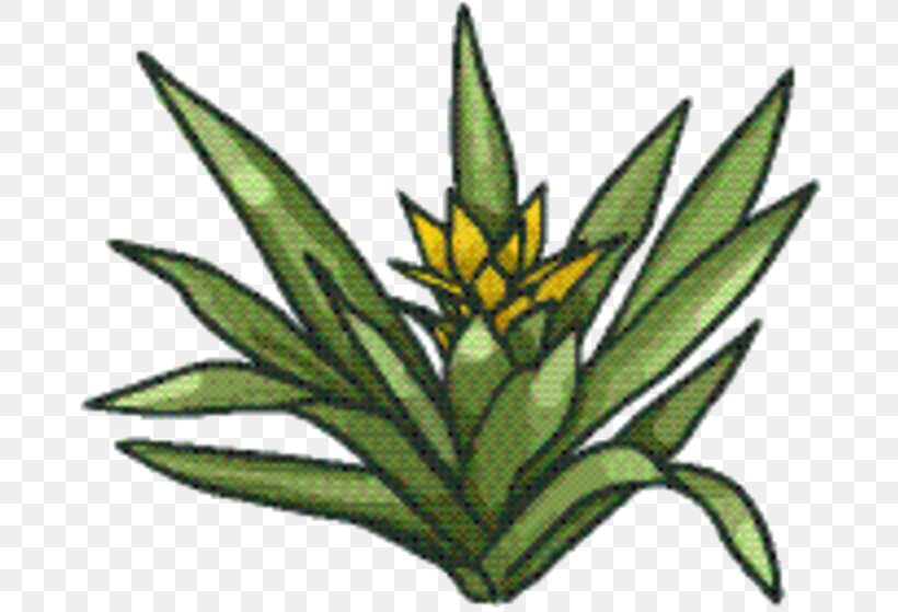 Hemp Leaf, PNG, 692x559px, Lolium Temulentum, Collecting, Flower, Hemp Family, Herbaceous Plant Download Free