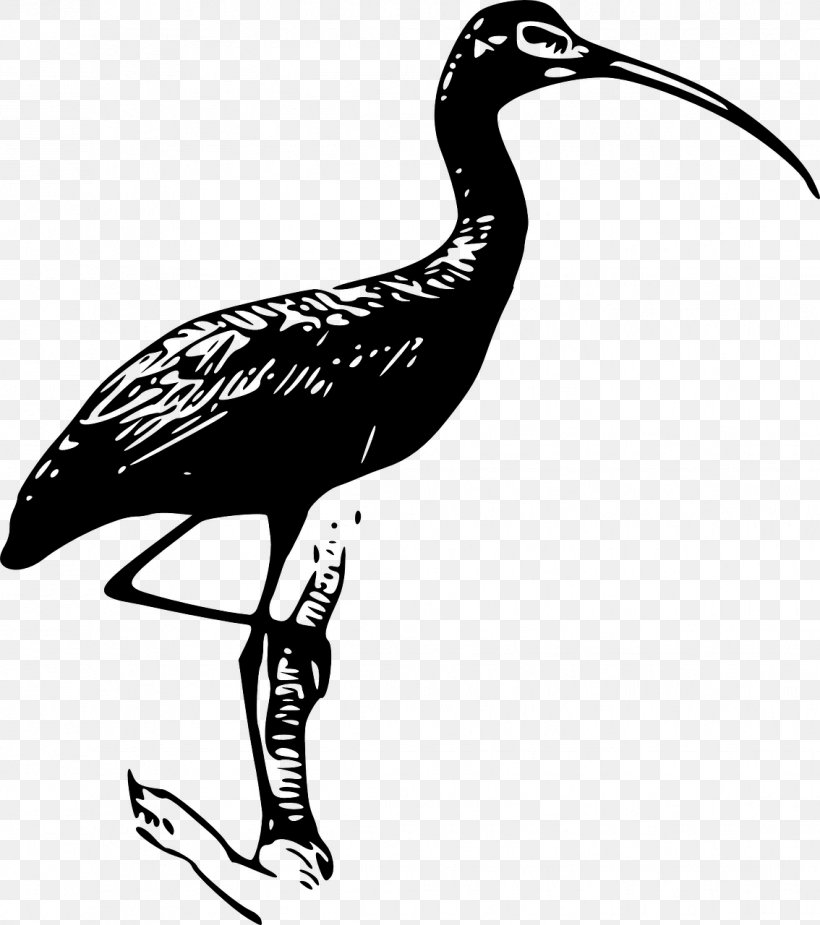 Ibis Download Clip Art, PNG, 1134x1280px, Ibis, American White Ibis, Artwork, Beak, Bird Download Free