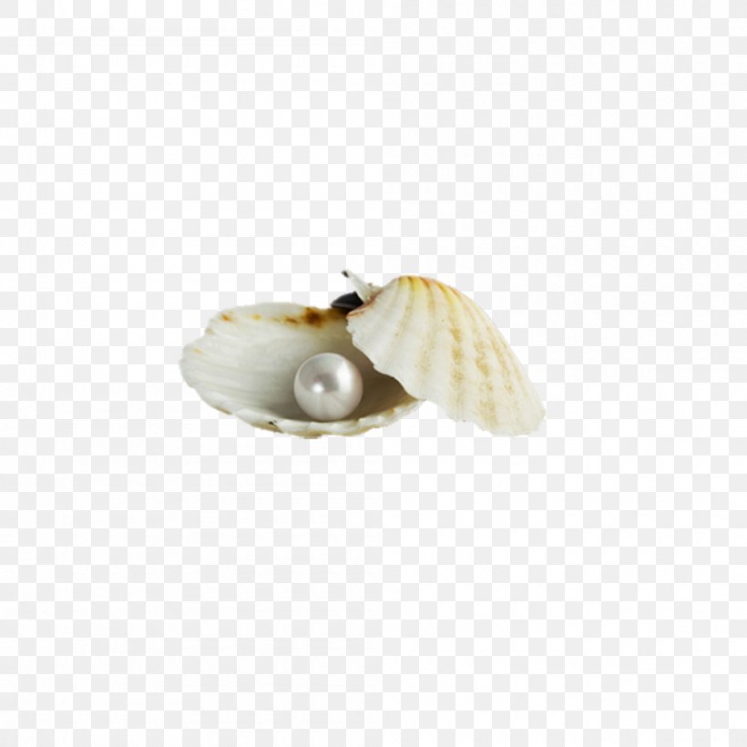 Pearl Download Seashell, PNG, 1000x1000px, Pearl, Conch, Drawing, Gratis, Jewellery Download Free