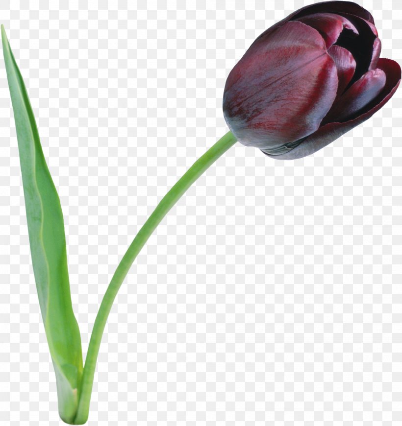 The Black Tulip Flower Clip Art, PNG, 2000x2124px, Black Tulip, Bud, Cut Flowers, Flower, Flowering Plant Download Free