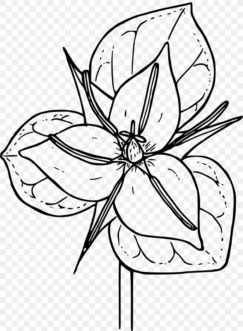 Trillium Grandiflorum Coloring Book Botanical Illustration Trillium Erectum, PNG, 1765x2400px, Trillium Grandiflorum, Artwork, Black And White, Botanical Illustration, Botany Download Free