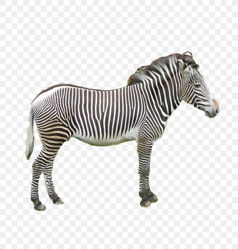 Zebra Donkey, PNG, 1492x1562px, Zebra, Black And White, Donkey, Drawing, Gratis Download Free