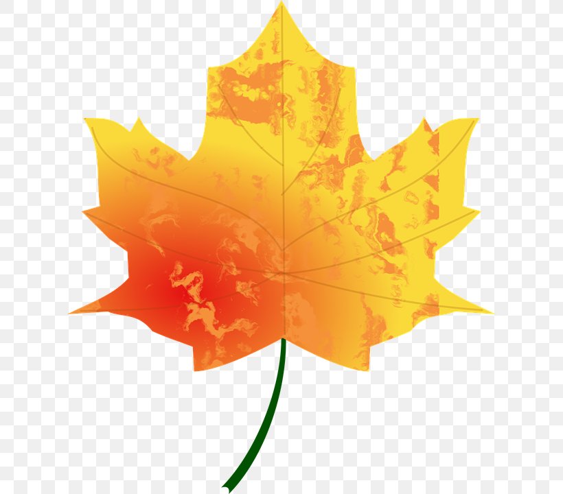 Autumn Leaf Color Look At Leaves Clip Art, PNG, 624x720px, Autumn Leaf Color, Autumn, Flower, Flowering Plant, Leaf Download Free