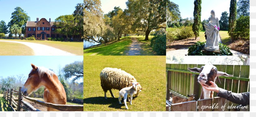 Charleston Horse Food Adventure I Love L.A., PNG, 1725x789px, Charleston, Adventure, Culinary Arts, Farm, Food Download Free