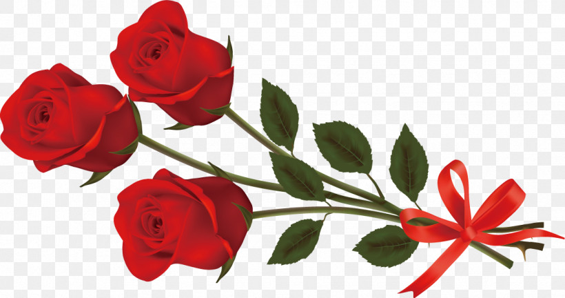 Three Flowers Three Roses Valentines Day, PNG, 1129x595px, Three Flowers, Austrian Briar, Bud, Carmine, Cut Flowers Download Free