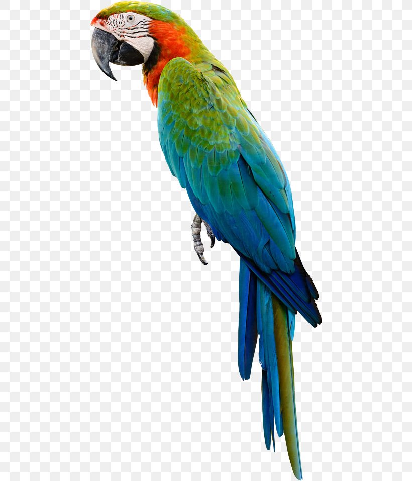 Amazon Parrot Bird Cockatiel Budgerigar, PNG, 462x957px, Parrot, Amazon Parrot, Beak, Bird, Bird Food Download Free