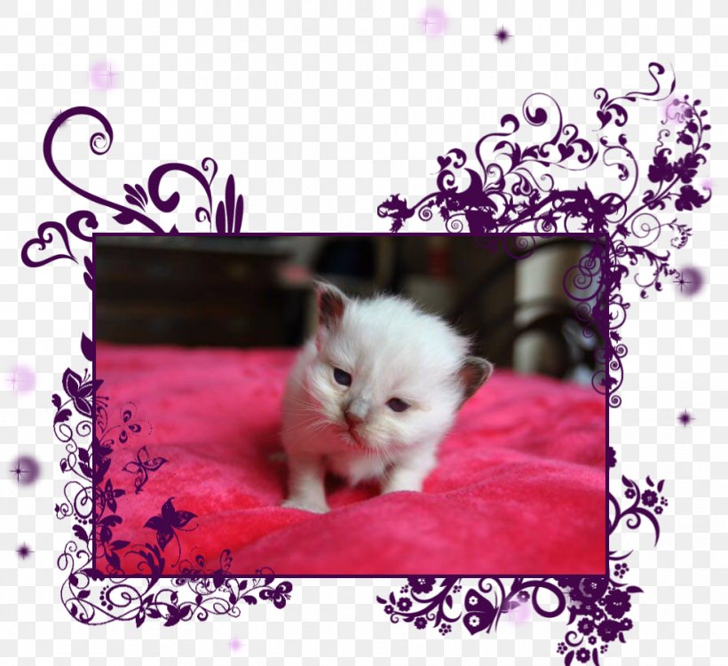 Kitten Persian Cat Birman Puppy Whiskers, PNG, 986x902px, Kitten, Animal Husbandry, Birman, Burma, Carnivoran Download Free