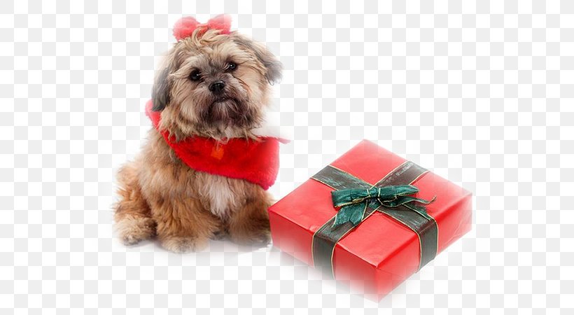 Shih Tzu Shih-poo Puppy Santa Claus Pet, PNG, 600x450px, Shih Tzu, Bark, Carnivoran, Christmas, Christmas Gift Download Free