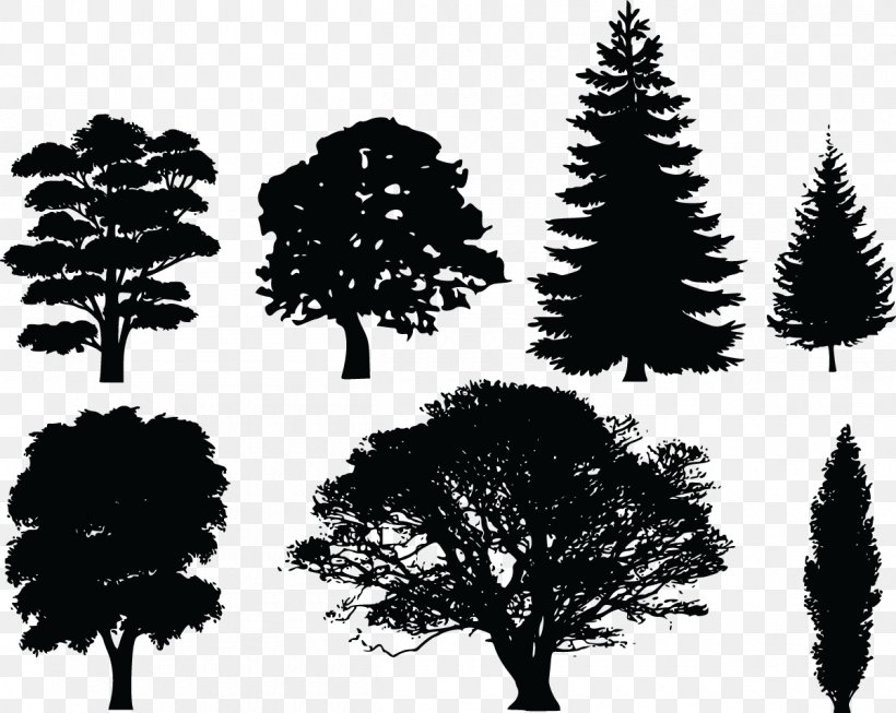 Tree Evergreen Pine Clip Art, PNG, 1200x956px, Tree, Black And White, Branch, Christmas Tree, Conifer Download Free