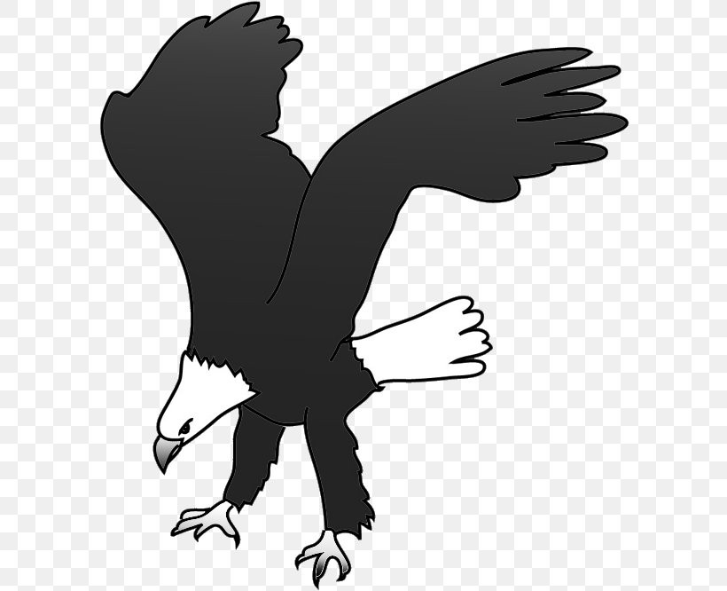 Bald Eagle Bird Silhouette Clip Art, PNG, 600x666px, Eagle, Bald Eagle, Beak, Bird, Bird Of Prey Download Free