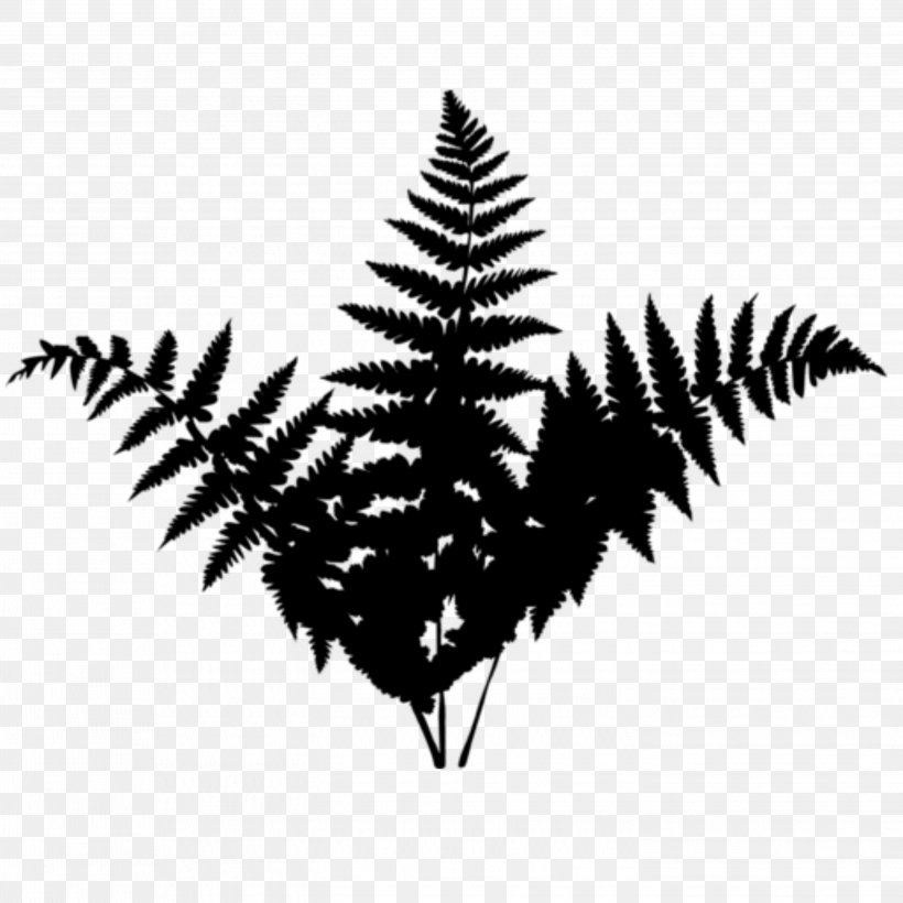 Black & White, PNG, 2896x2896px, Black White M, American Larch, Blackandwhite, Colorado Spruce, Evergreen Download Free