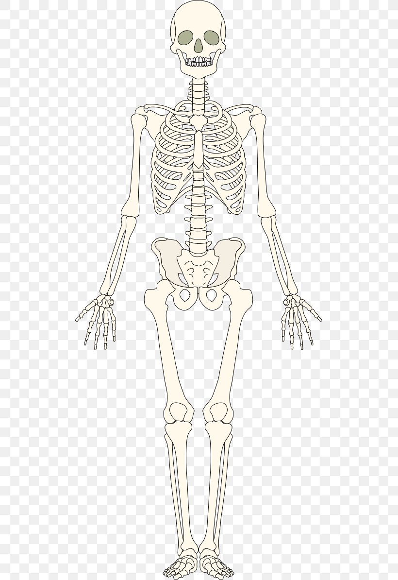 Bone Human Skeleton Homo Sapiens Muscle, PNG, 509x1194px, Watercolor, Cartoon, Flower, Frame, Heart Download Free