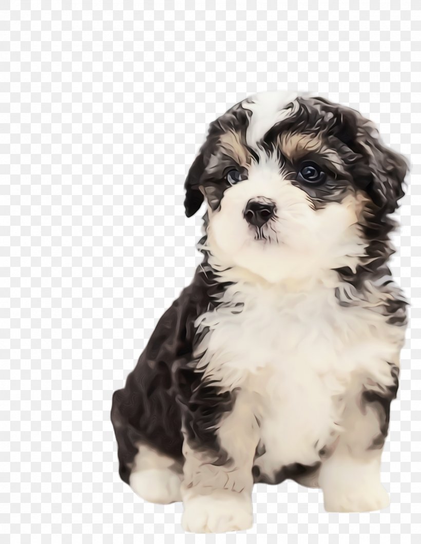 Cute Dog, PNG, 1760x2276px, Cute Dog, Animal, Australian Shepherd, Bichon, Breed Download Free
