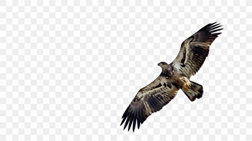Flying Bird Background, PNG, 2668x1500px, Flying Eagle, Accipitridae, Bald Eagle, Beak, Bird Download Free