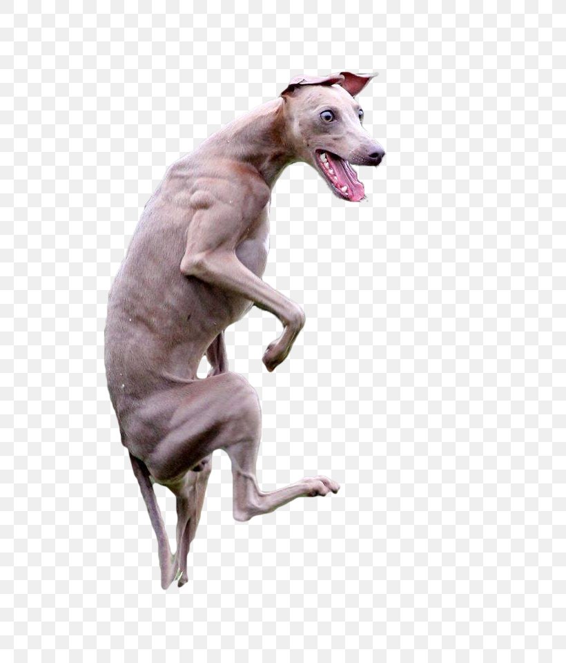 Italian Greyhound Whippet Spanish Greyhound Sloughi, PNG, 686x960px, Italian Greyhound, Breed, Carnivoran, Dog, Dog Breed Download Free